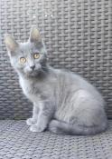 Chatons chartreux  rserver val d'oise