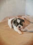 Magnique chiots shih tzu lof