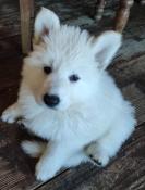 2 femelles berger blanc suisse disponibles