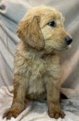 Chiot goldendoodle