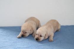 Labradors retrievers lof