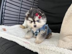 Chiots micro pomsky ligne usa robe bleu fluffy & polaire