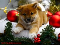 Chiots shiba inu lof