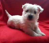 Chiots westie