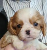 Magnifique chiot cavaliesr king charles blenheim lof