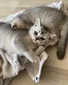 Chatons british shorthair loof