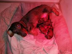 Chiots teckel nain/kaninchen poil dur