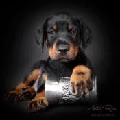 Magnifiques chiots  dobermann gallic templum