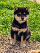 Mame shiba ( shiba inu miniature ) parents import japon