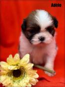 A rserver,cadle, superbe femelle shih tzu ,fauve et blanc,lof