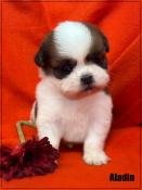 Rserver, aladin, superbe ma^le shih tzu, fauve et blanc, lof