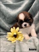 A rserver, astrix, mle shih tzu, fauve et blanc, lof