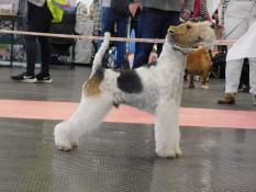 A rserv chiots fox terriers poils durs