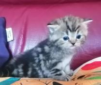 Chaton scottish