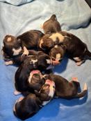 Chiots beagle lof