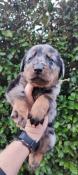 Chiots beaucerons lof disponibles