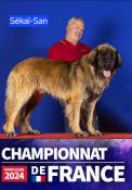 Chiots leonberg  natre vers le 10 mars 2025