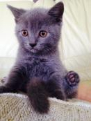 Chaton chartreux loof