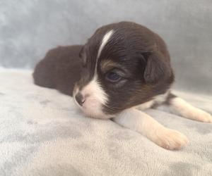 Chiot mle berger amricain miniature