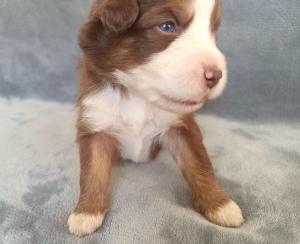 Chiot mle berger amricain miniature