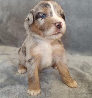 Chiot mle berger amricain miniature