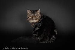 Chatons exotic shorthair