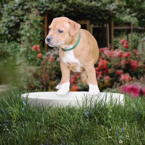 Chiot mle staffordshire bull terrier