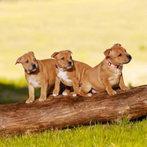 Chiot femelle staffordshire bull terrier