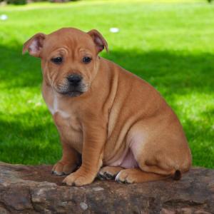 Chiot femelle staffordshire bull terrier