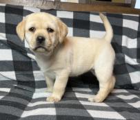 Chiots labrador sable inscrit au lof