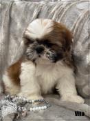 Disponible,vito,superbe mle shih tzu, fauve et blanc, lof