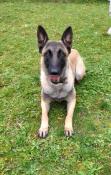 Chiots berger belge malinois