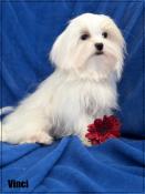 Disponible,vinci,mle bichon maltais, ultra nain ,1,5kg adulte ,lof