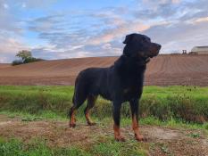 Bebes beaucerons lof gros gabarits lignee de champions