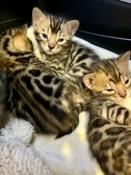 Chatons bengal  vendre