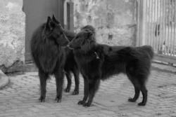 Chiots groenendael lof