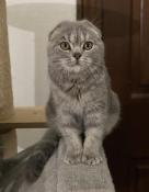 Adorable chaton scottish fold & straight