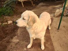 Magnifiques chiots golden retriever lof