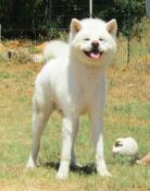 Chiots akita inu lof & blanc & bring - prestigieuses origines japonai