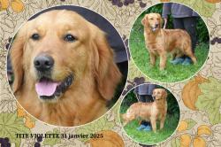 Magnifiques chiots fauve disponibles