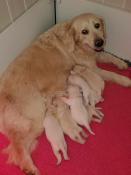 Chiots golden retriever lof  rserver