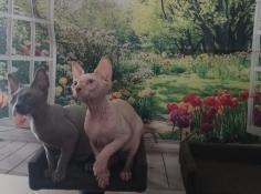 Chatons sphynx mles loof