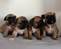 Chiots bouledogue franais lof