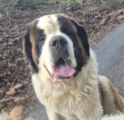 Mle saint bernard poil long