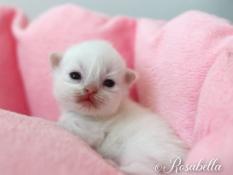 Chatons ragdoll loof lev en famille, livraison possible