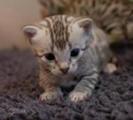 Chatons bengal brown, snow et silver