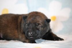 Chiot malinois