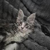 Petite femelle maine coon loof