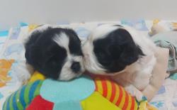 Chiot apparence  shih tzu