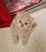 Adorable chaton british longhair